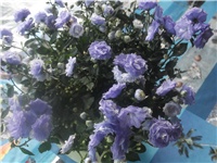 878bfec1-Picture 001.jpg